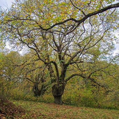 The Parlycoise chestnut grove 