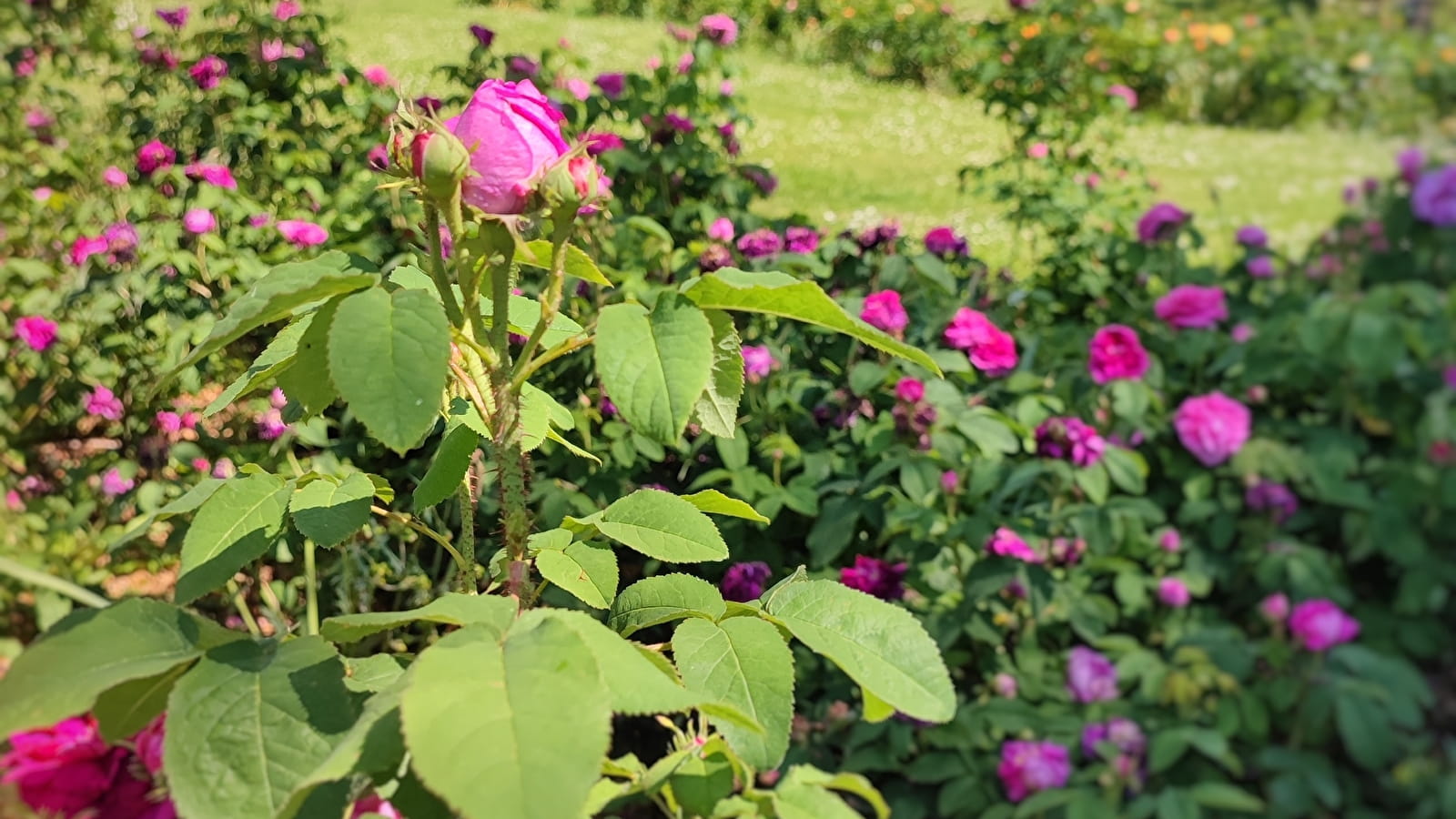 Guided tour: Roses in the Jardin Saint-Hugues