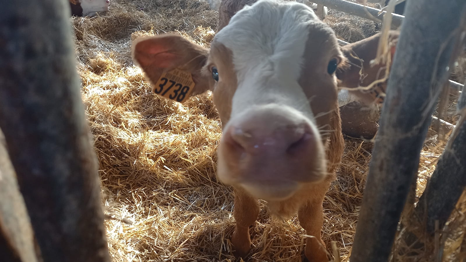 Oh la vache! Visit to a family cheese farm