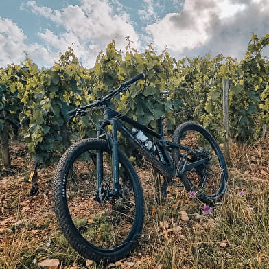 Mountain bike - Burgundy Wine Route