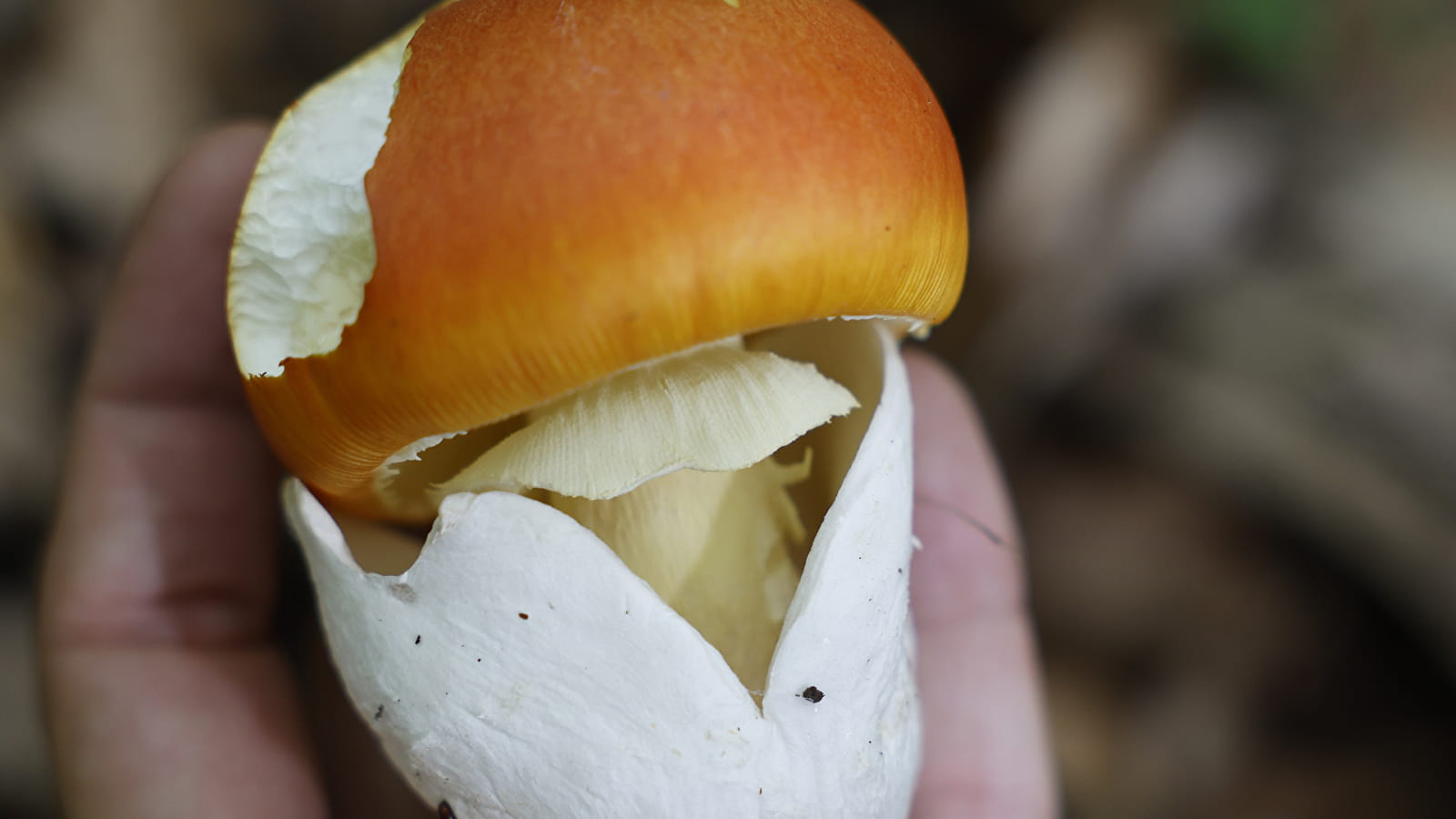 The mushrooms of the Bois de Montfée (ENS 2024)
