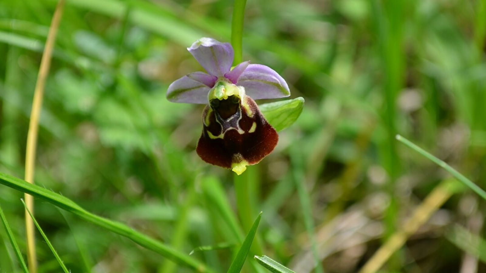 Les orchidées sauvages - ENS2022