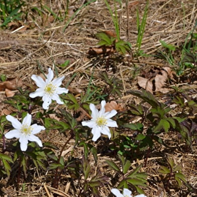 Hiking: Spring flowers ENS2023