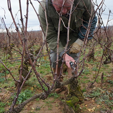 A question of pruning - a cross-section of winegrowing practices