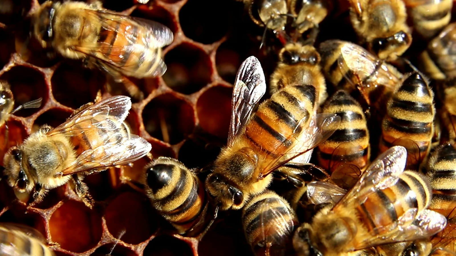 Une saison aux abeilles