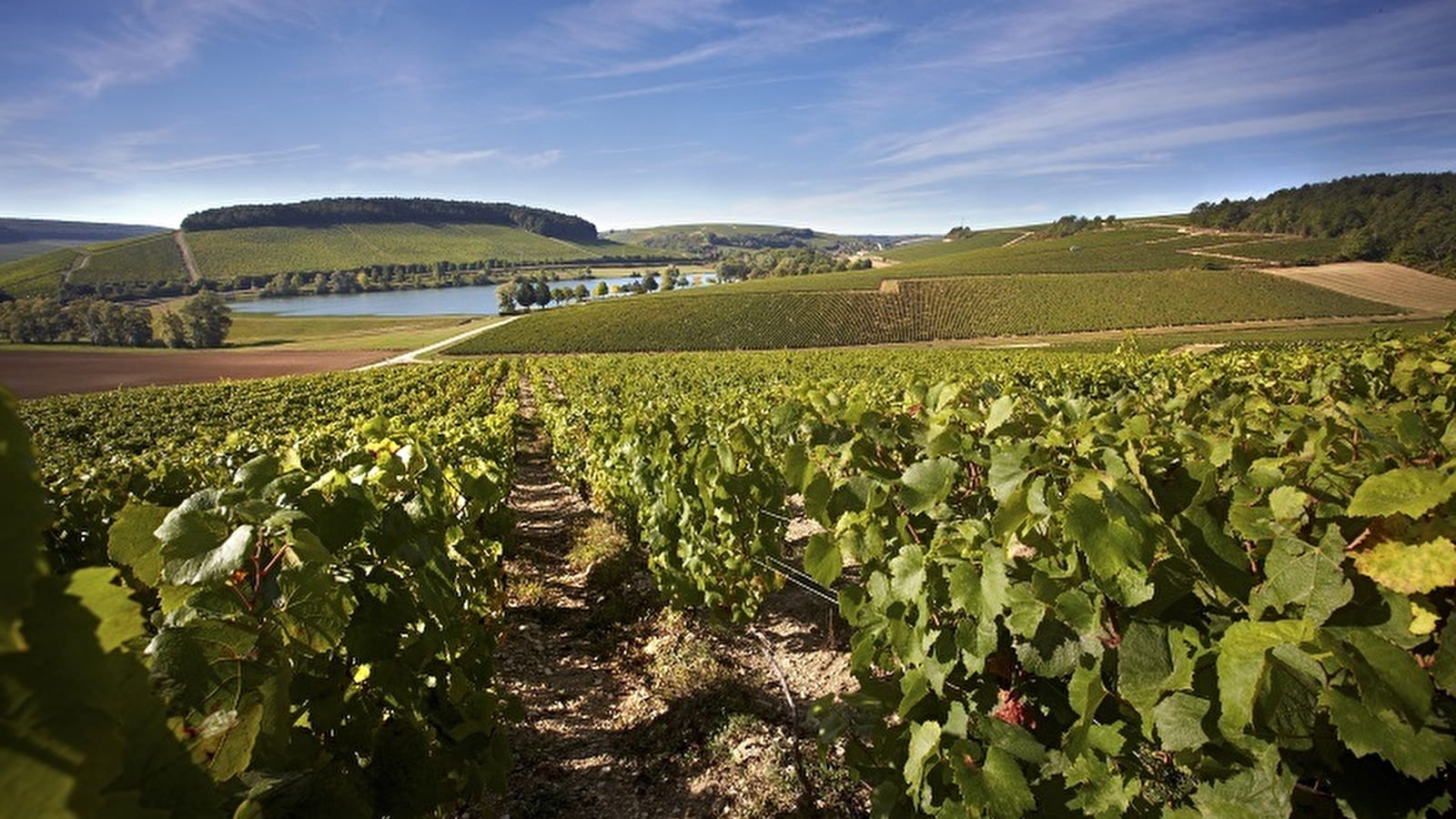 Be surprised by other Burgundy wines