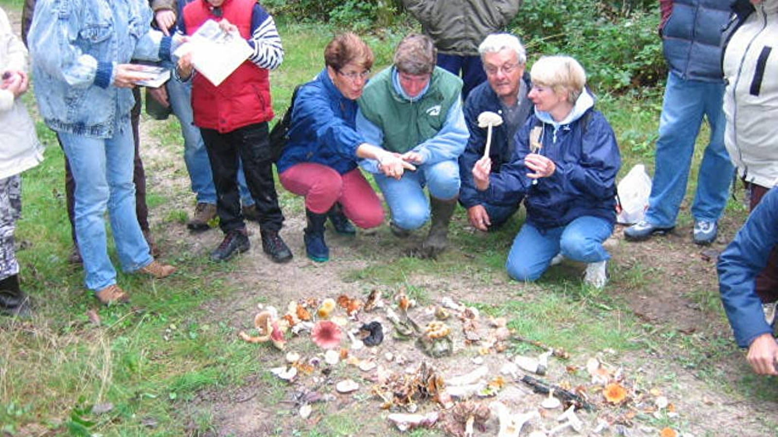 Nature outing: Mushrooms in our forests