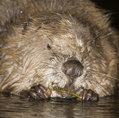 The beaver, architect of our rivers