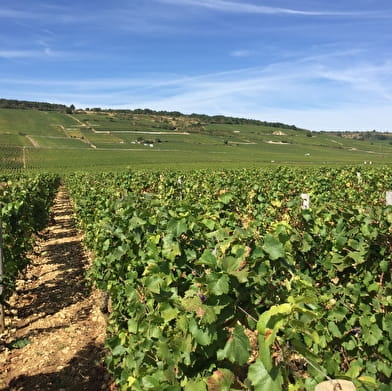 Cycling weekend in the Chablis region