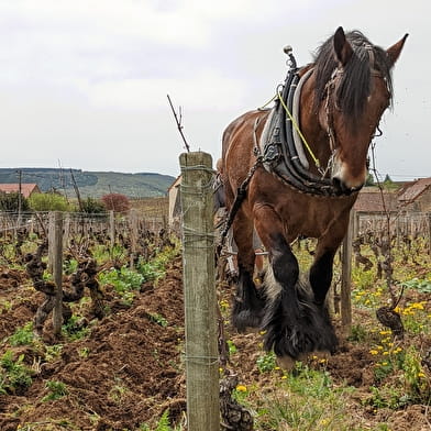 Prestige des Grands Vins de France