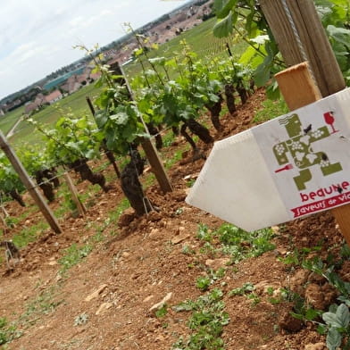 Beaune Saveurs de Vignes 2023 - gourmet walk
