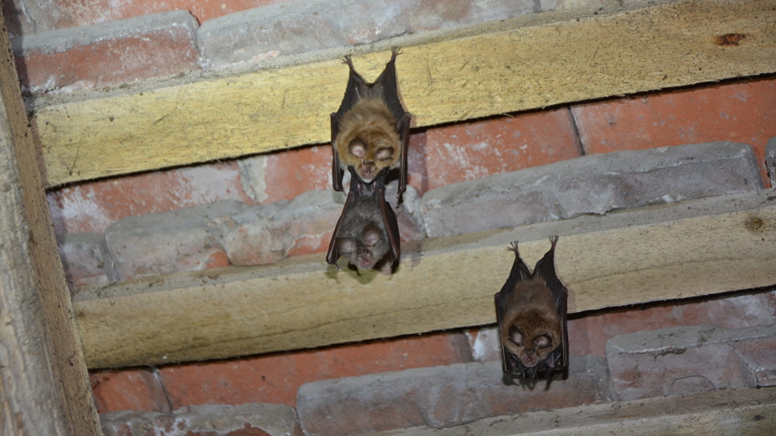 [Nature walk] 'Discovering nocturnal fauna': International Bat Night