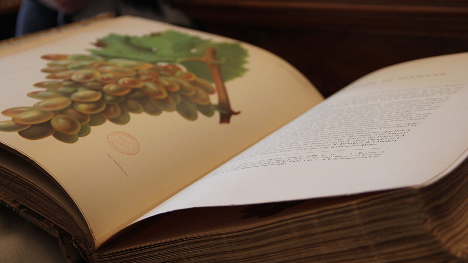 1h with contemporary heritage: the vine and the artist's book