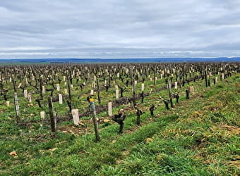 Butte de Saint-Andelain: panorama of the Pouilly Fumé vineyards - SAINT-ANDELAIN