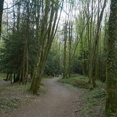 Bois de la Brosse mountain bike trail
