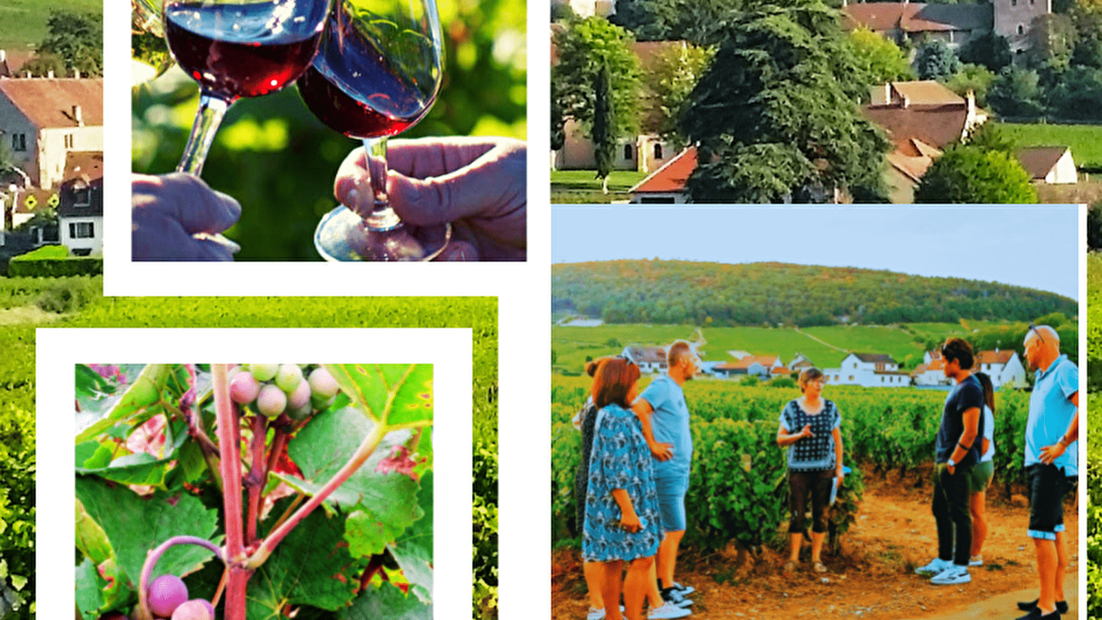 Clos de bourgogne, découverte des secrets 'vigne et vin'